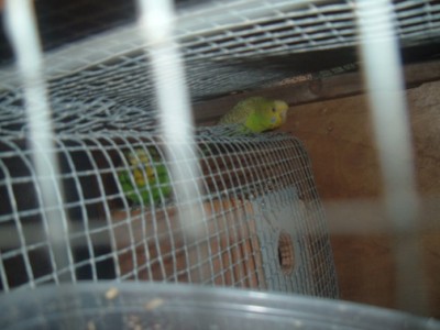 DSCF5544.JPG (60.03 KiB) נצפה 7015 פעמים תוכונים