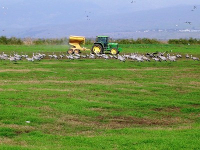 האכלת הקהל, שלא ילכו לאכול בשדות זרים