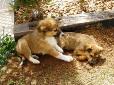 2 גורות ממש ממש יפות