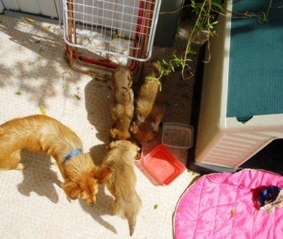 האמא עם הקולר הכחול