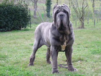 mastino1.jpg