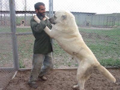 kangal7qapp2.jpg