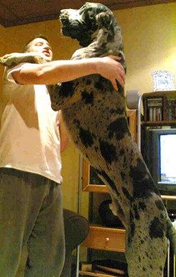Great Dane Ceasar.jpg
