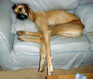 great_dane_on_chair-full.jpg
