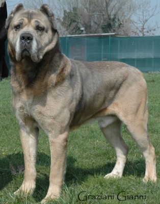 cane corso1.jpg