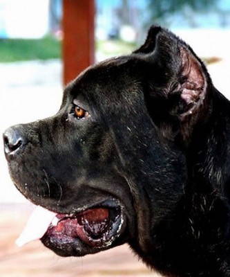 cane corso7.jpg