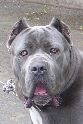 cane corso5.jpg