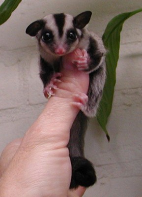avatar_sugar-glider.jpg