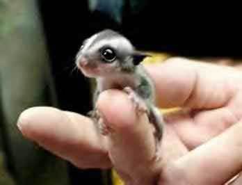 sugar-glider-baby-pix.jpg