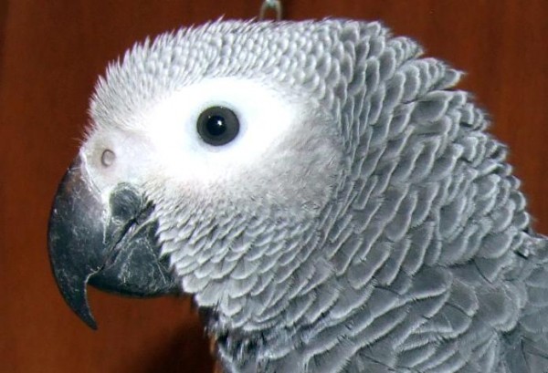 koko1.jpg