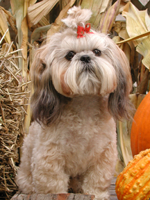ShihTzu.jpg