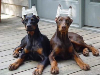 doberman-ears.jpg