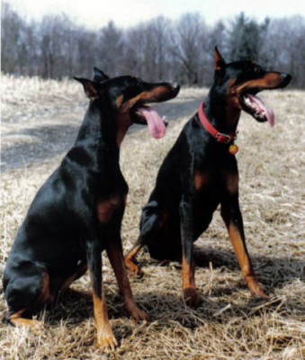 doberman-origin.jpg