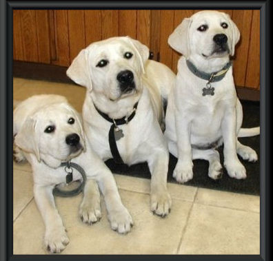 Labrador_Retriever_LabsToLove.jpg