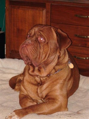 powder-river-dogue-de-bordeaux.JPG