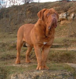 dogue-de-bordeaux1.jpg