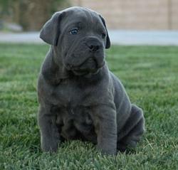 cane-corso-puppies-4weeksfth.jpg