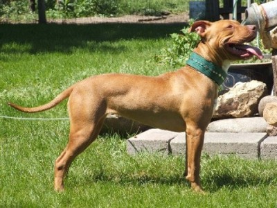 Copy of tweetieidahomay2005.jpg