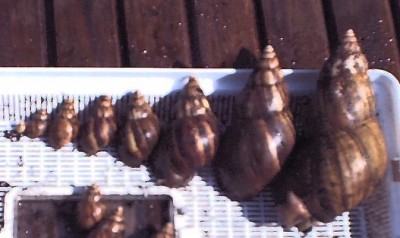 Achatina_fulica_growth.jpg