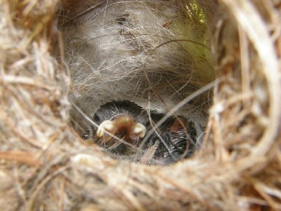 שימו לב לתמונה הזאת! רואים במדוייק!!