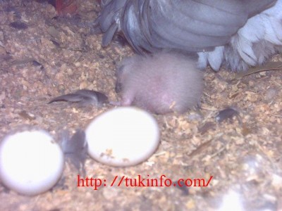 PICT2004.JPG