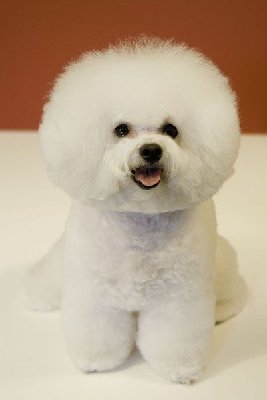 400px-Bichon_Frise_red_background.jpg