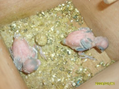 הגוזלים של התוכנים שלי