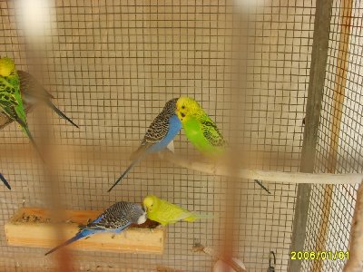 חלק מהתוכונים