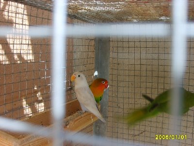 זוג הפרסונטות שלי ,אחד מהם לבן לא ראיתי כזה לפני ומישהו ראה ?אולי זה לא פרסונטה בכלל