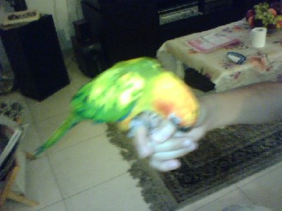 זה הקוניור שהיה לי ולצערי הוא כבר לא איתנו...