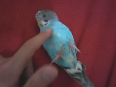 0426091328.jpg (37.24 KiB) נצפה 3629 פעמים זה התוכון שלי קוקו שלימדתי אותו לשקב על הגב... איזה חמוד אה?