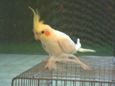 s4.jpg (78.18 KiB) נצפה 3629 פעמים וזאתי קוקי החמודה שלי!!!!