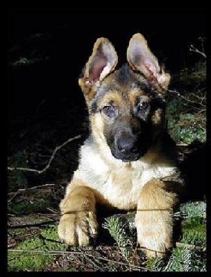 German-Shepherd-puppy.jpg