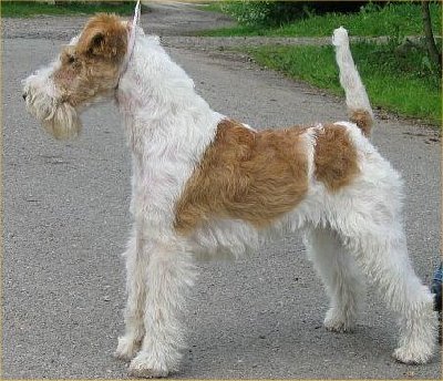 Wire-Fox-Terrier-1.jpg