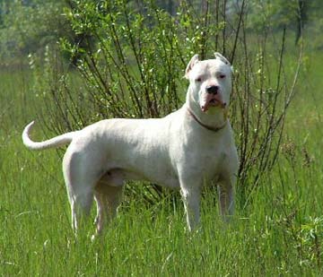 dogo_argentino_1.jpg