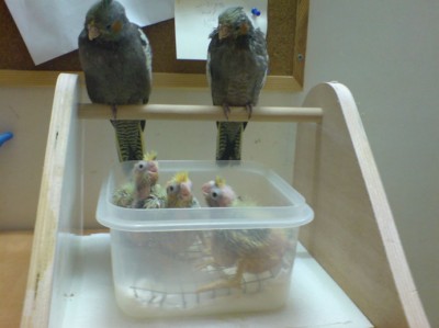 chicks1.JPG
