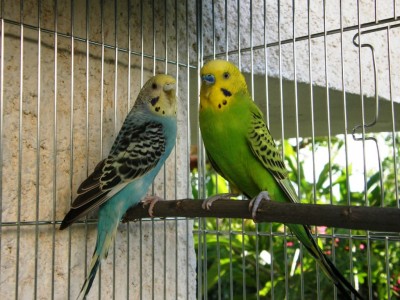 התוכונים התמקמו להם