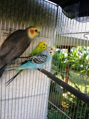 ברוך הקוקטייל שמנסה לגרש אותם