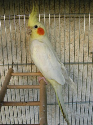 בר, דוגמנית הבית :)