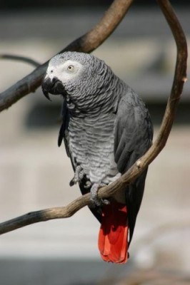 זה לא הגאקו שלי אבל הוא אותו צבע והאם זה סוג שני של גאקו קונגו?