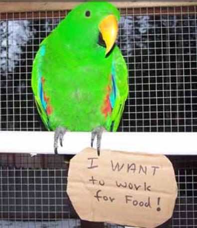 Enrichment for Captive Parrots